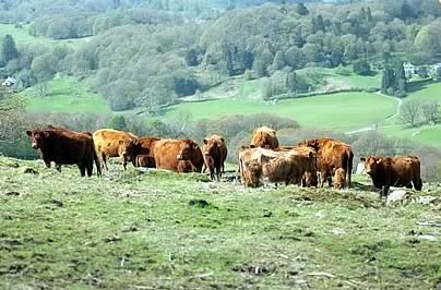 Hill Cattle