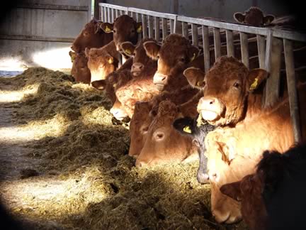 Limousin cattle
