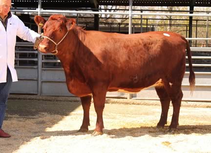 Grafton Foggathorpe Diana from J Townsend, Southampton, Hampshire, made the second highest price of 2,000gns