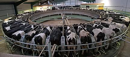 Large Dairy Parlour