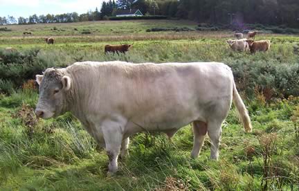 Whitebred Shorthorn Bull and Highland Cows