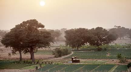 Halting land degradation in Niger