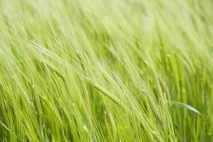 New Crop Opportunities – in-depth, independent, information