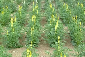 Yellow Lupins
