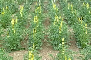 Yellow Lupins