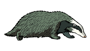 badger