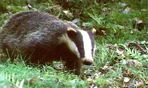 badger