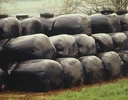 plastic wrapped bales