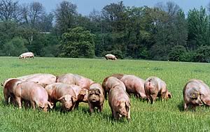 outdoor pigs