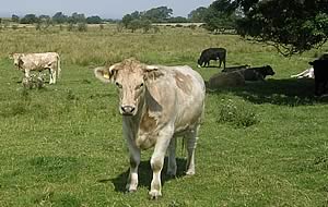 cattle