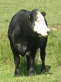 beef cattle