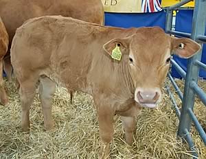 limousin calf