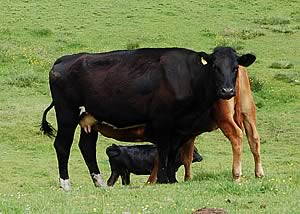 beef cattle