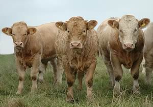 beef cattle