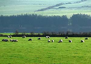 sheep field
