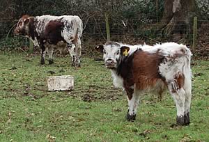 Longhorn cattle