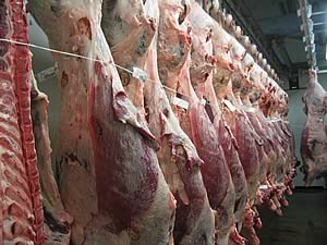 Blade Farmimg beef carcases