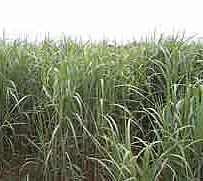 Miscanthus Grass