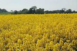 Oilseed rape 