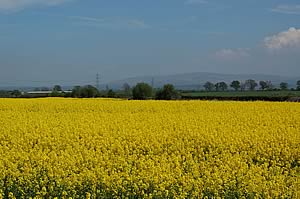 oilseed rape