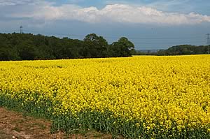 oilseed rape