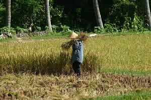 rice farmer