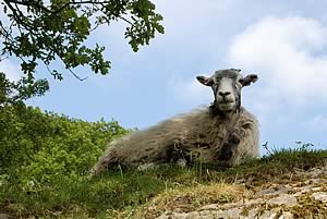 swaledale ewe