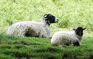 swaledale sheep