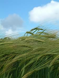 clear differences in the performance of different spring barley varieties were seen.