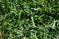 grass