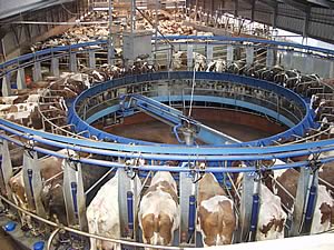 milking parlour