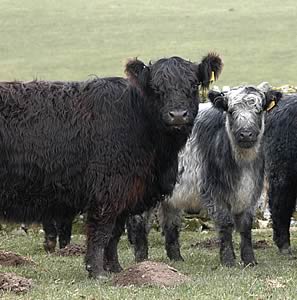 galloway cattle