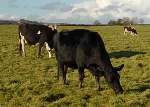 grazing cattle