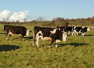 beef cattle