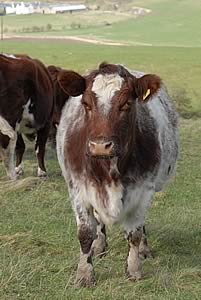 beef shorthorn