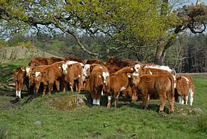 beef cattle