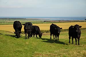 aberdeen angus cross cattle