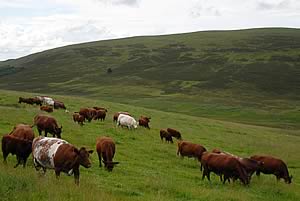 beef cattle