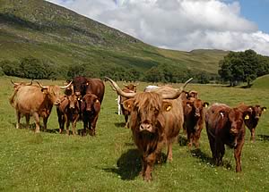 scottish farmland