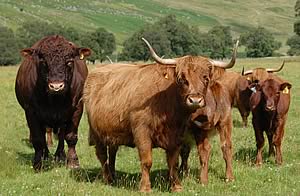 beef cattle