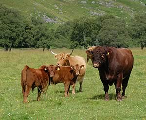 beef shorthorn cross