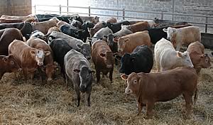 beef cattle