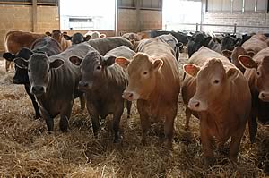 blonde cross cattle