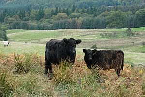 galloway cattle