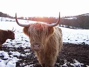 highland cow