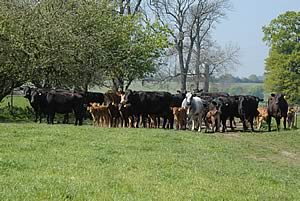 beef cattle