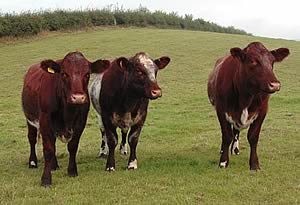 beef cattle