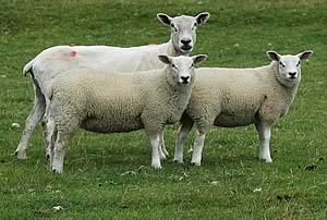 ewe and lambs