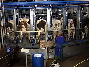 milking parlour