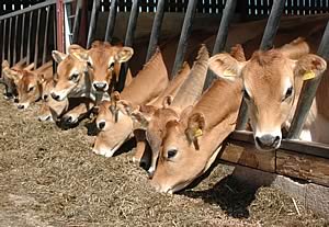 jersey cattle